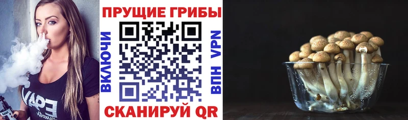МЕГА   Медынь  Галлюциногенные грибы Psilocybine cubensis 